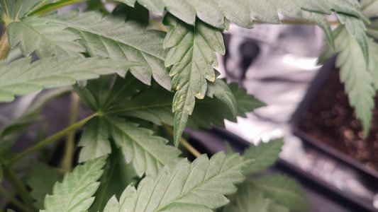 IMG_20240213_152257.jpg IMG_20240213_152257.jpg