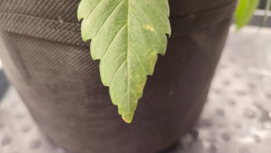 IMG_20240213_152314.jpg IMG_20240213_152314.jpg