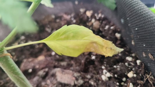 IMG_20240213_152324.jpg IMG_20240213_152324.jpg