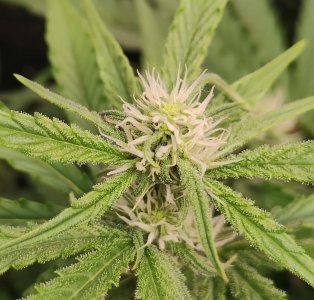 Горилла цветы.jpg