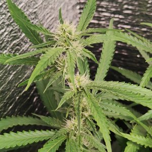 Горилла цветы.jpg