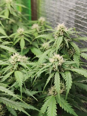 Джонни цветы.jpg