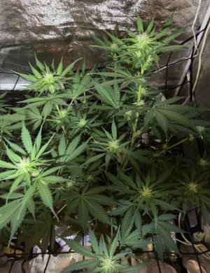 14.08.23Mimosa 2.jpeg