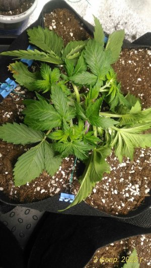 P_20220202_121337_1_p.jpg P_20220202_121337_1_p.jpg