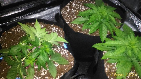 P_20220202_122150_1_p.jpg P_20220202_122150_1_p.jpg