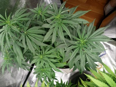 IMG_20220206_155908_941.jpg IMG_20220206_155908_941.jpg