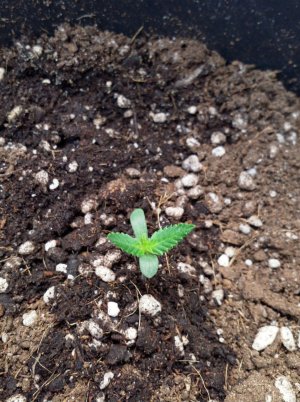 IMG_20220207_130936_439.jpg IMG_20220207_130936_439.jpg