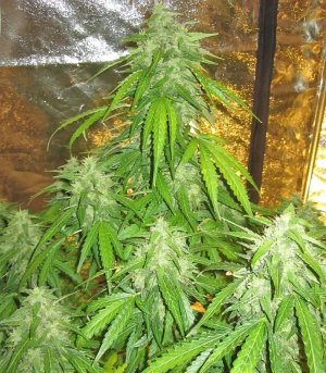 Devotchka_kust_konopli__rdGrKDMaMi6Uhu4M.jpg Devotchka_kust_konopli__rdGrKDMaMi6Uhu4M.jpg