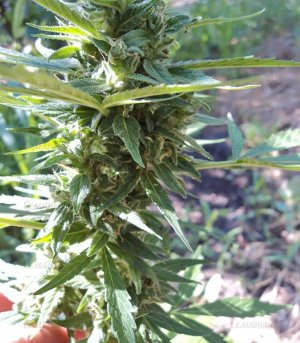 Niagara_marijuana__ghTMJWjc63hvJbUU.jpg Niagara_marijuana__ghTMJWjc63hvJbUU.jpg