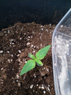 IMG_20220209_125021_378.jpg IMG_20220209_125021_378.jpg