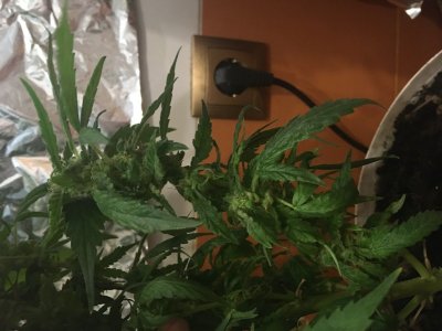 D507D049-BEE1-446D-A449-5DBA712D91BA.jpeg D507D049-BEE1-446D-A449-5DBA712D91BA.jpeg