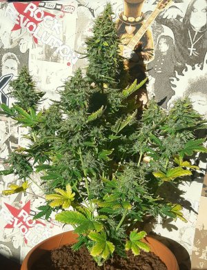 Plant out of internet 1.jpg