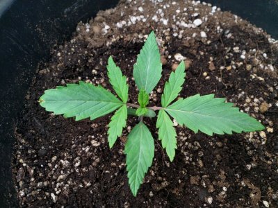 IMG_20220213_093219_741.jpg IMG_20220213_093219_741.jpg