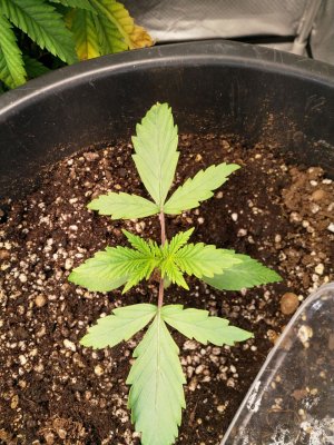 IMG_20220214_124323_978.jpg IMG_20220214_124323_978.jpg