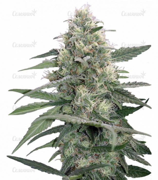 sort_Mandala_1_regular__WR7nNeuea2tDsvdH.jpg sort_Mandala_1_regular__WR7nNeuea2tDsvdH.jpg