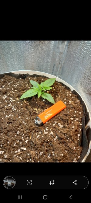 Screenshot_20220219-204744_Gallery.jpg Screenshot_20220219-204744_Gallery.jpg