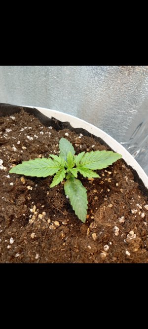 Screenshot_20220219-204813_Gallery.jpg Screenshot_20220219-204813_Gallery.jpg