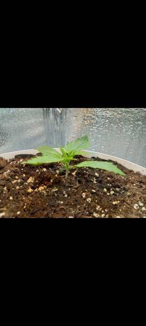 Screenshot_20220219-204801_Gallery.jpg Screenshot_20220219-204801_Gallery.jpg