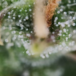 Джонни трихомычи сиквел.jpg