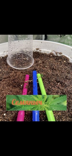 1 день (31.01.24).jpeg