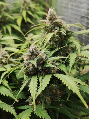 Джонни цветы.jpg