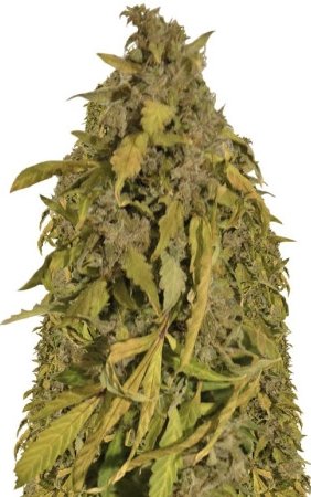 auto amnesia gold.jpg