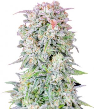 original afghan kush.jpg