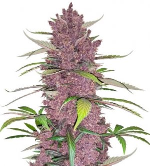 purple lemonade auto.jpg