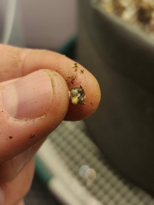 IMG_20240207_013620.jpg IMG_20240207_013620.jpg