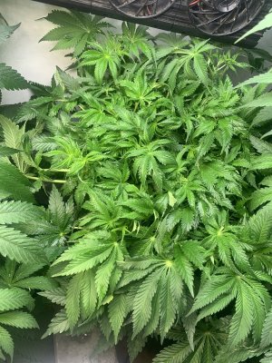 IMG_0563.jpeg IMG_0563.jpeg