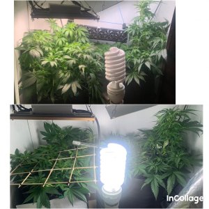 incollage_save.jpeg incollage_save.jpeg