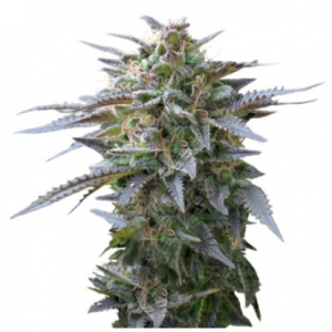 1710231620672.png 1710231620672.png