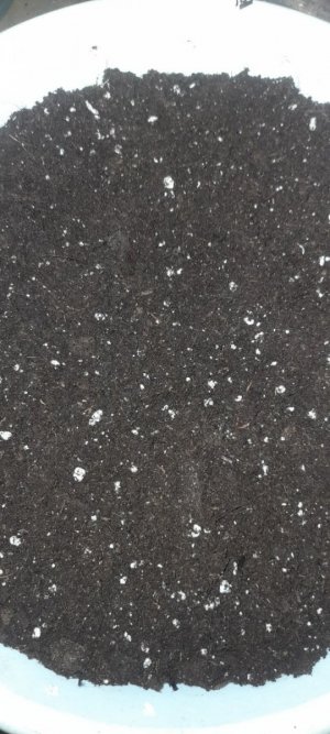 IMG_20240313_113139_158.jpg IMG_20240313_113139_158.jpg