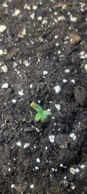 IMG_20240315_065148_636.jpg IMG_20240315_065148_636.jpg