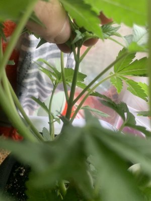 IMG_0614.jpeg IMG_0614.jpeg