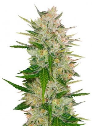 auto mazar.jpg auto mazar.jpg