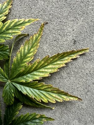 IMG_8011.jpeg IMG_8011.jpeg