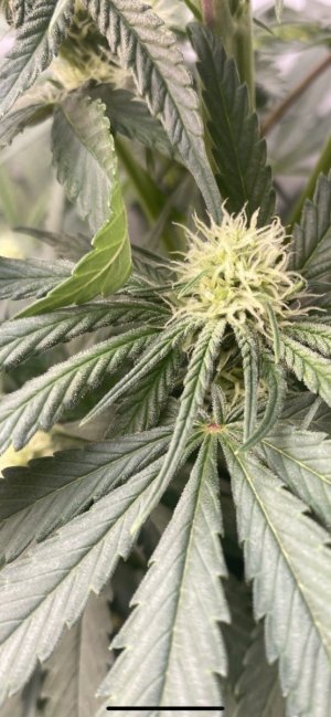 IMG_0658.jpeg IMG_0658.jpeg