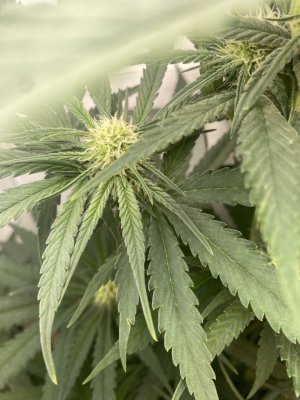 IMG_0659.jpeg IMG_0659.jpeg