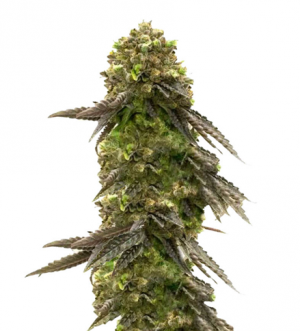 1710930959273.png 1710930959273.png