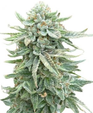 dozy doz.jpg dozy doz.jpg