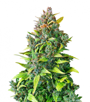 1711007053954.png 1711007053954.png