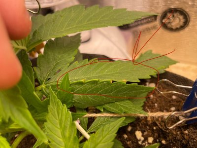 Chronic Ryder ожог 1.JPG