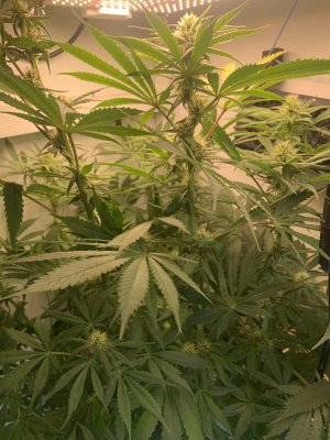 IMG_0732.jpeg IMG_0732.jpeg