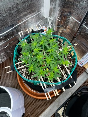 IMG_7419.jpeg IMG_7419.jpeg