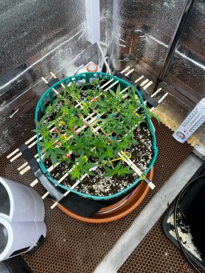 IMG_7420.jpeg IMG_7420.jpeg