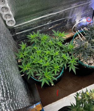 IMG_7421.jpeg IMG_7421.jpeg