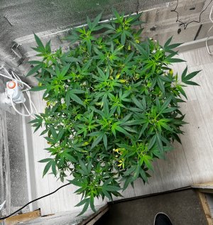 IMG_7422.jpeg IMG_7422.jpeg