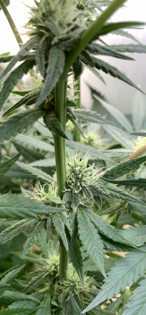 IMG_0761.png IMG_0761.png