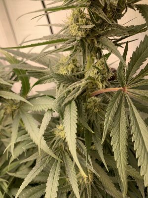 IMG_0756.jpeg IMG_0756.jpeg